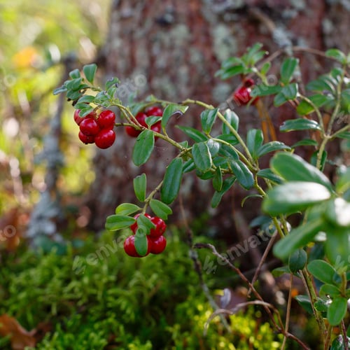 Preview: Red Berries Of Cowberry In The Forest, Bushes Of Cranberries