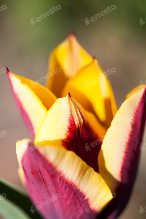 Preview: Abstract Photo With Colorful Tulip Petals. High Resolution And Quality