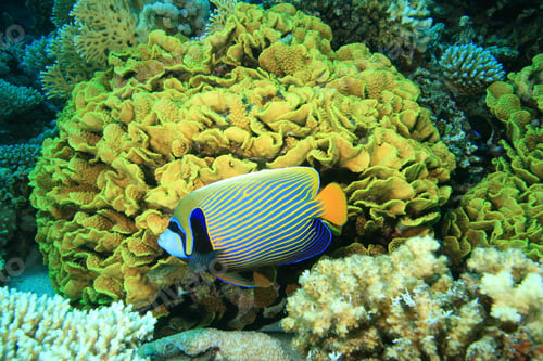 Preview: Emperor Angelfish (Pomacanthus Imperator) On Coral Reef