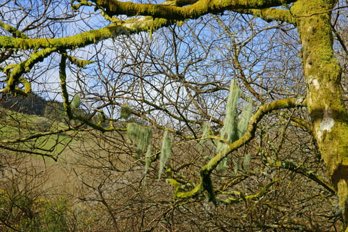 Preview: Moss Covered Trees And Beard Lichen Hanging In Its Branches On A Tributary Flowing Into The River