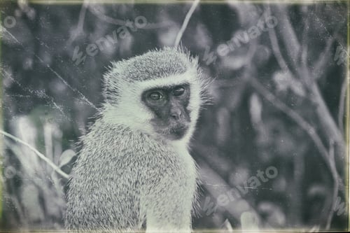 Preview: Vervet Monkey (Chlorocebus Pygerythrus) In The Etosha National Park, Namibia, Vintage Style