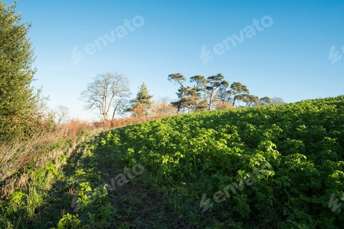 Preview: Green Crops Growing On A Hillside