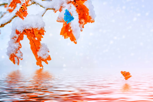 Preview: Butterflies In The Snow. Foliage. Branch With Orange And Yellow Leaves.