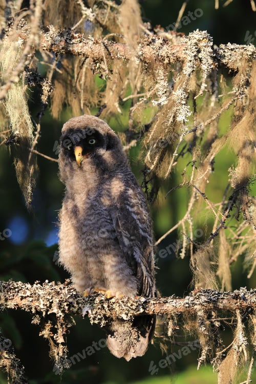 Preview: Great Grey Owl Or Great Gray Owl (Strix Nebulosa) Cub,Sweden