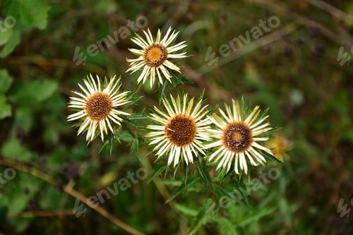Preview: Carline Thistle (Carlina Vulgaris) In Natural Habitat