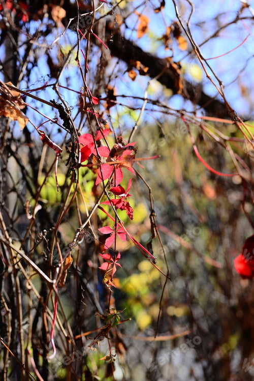 Preview: Virginia Creeper (Parthenocissus Quinquefolia) Leaves And Fruits