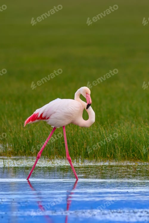 Preview: Colorful Bird Greater Flamingo. Blue Green Nature Background. Phoenicopterus Roseus.