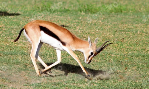 Preview: Thomsons Gazelle In The Serengeti National Park, Africa