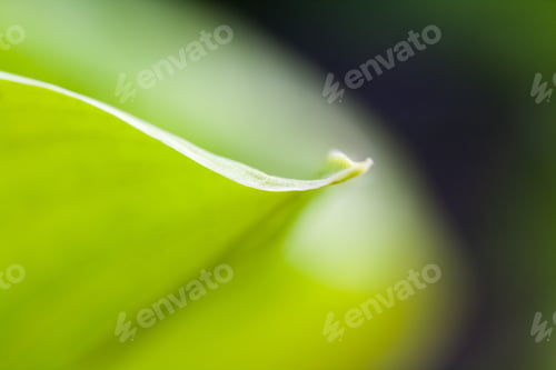 Preview: Green, Abstract Composition With Leaf Texture And Soft Focus