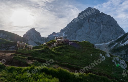 Preview: Sheep Below The Mangart Mountain