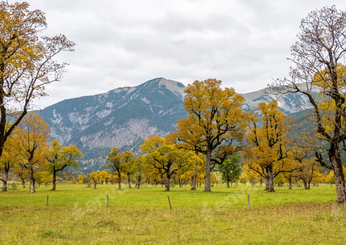 Preview: Old Maple Trees At The Greater Ahornboden Area In Austria In Autumn