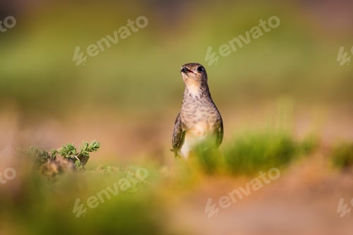 Preview: Cute Bird Collared Pratincole. Warm Colors Nature Background. Collared Pratincole / Glareola