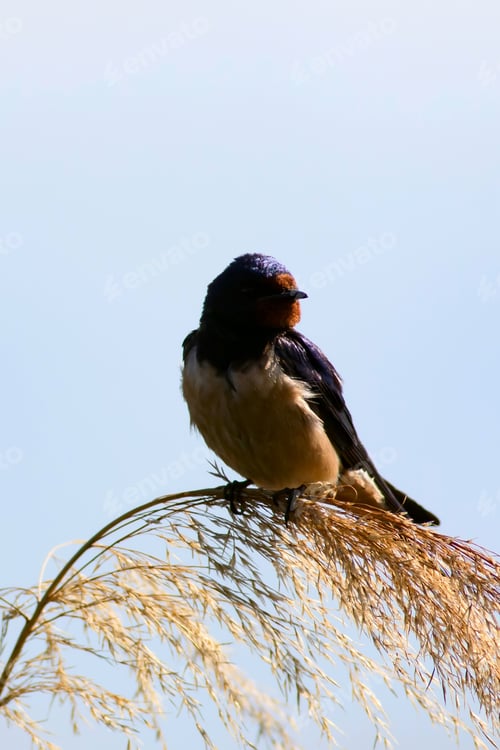 Preview: Cute Bird Barn Swallow. Hirundo Rustica. Blue Sky Background.