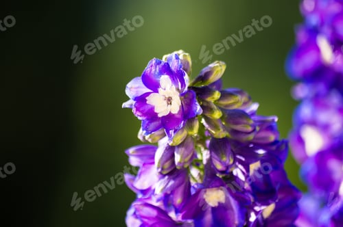 Preview: A Bouquet Of Bright Spring Flowers Of Various Types