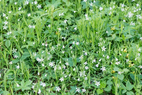 Preview: Young Spring Leaves On Green Background In Wet Forest