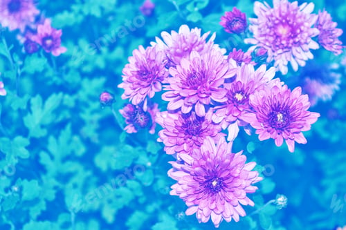 Preview: Colorful Chrysanthemum Flowers On A Background Of The Autumn Landscape