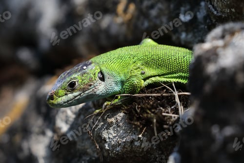 Preview: Western Green Lizard Sits In A Dry Stone Wall Germany
