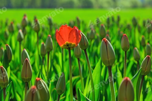 Preview: The Buds Of Red Tulips In Spring Garden. Blossoming Tulips