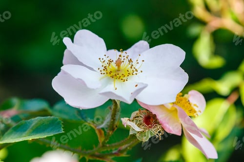 Preview: Blooming Roses On The Bush. Growing Roses In The Garden.