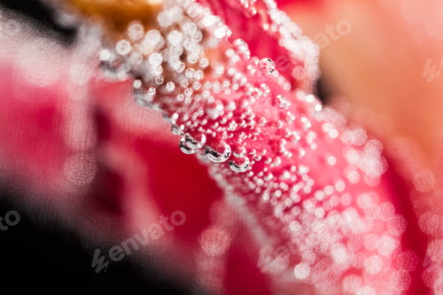 Preview: Abstract Underwater Composition With Blurry Orchid Petals, Bubbles And Light