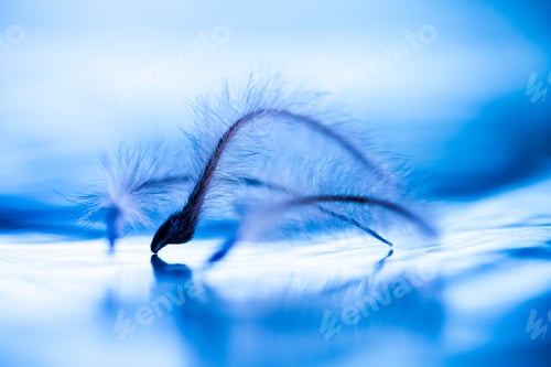 Preview: Abstract Composition With Dried Clematis Seeds And Light