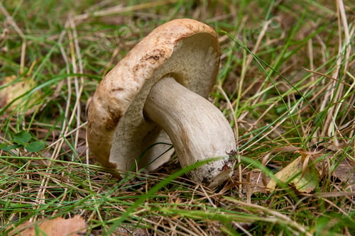 Preview: Harvested At Autumn Amazing Edible Mushrooms Boletus Edulis (King Bolete) Known As Porcini