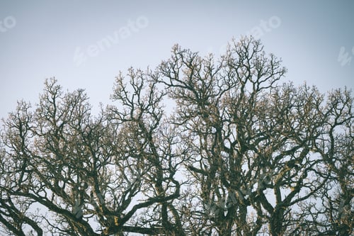 Preview: Old Forest With Moss Covered Trees And Rays Of Sun In Summer - Vintage Green Retro Effect