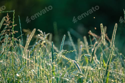 Preview: Summer Meadow Grass And Weed Texture. Abstract Green Foliage Blur Background With Shallow Depth Of