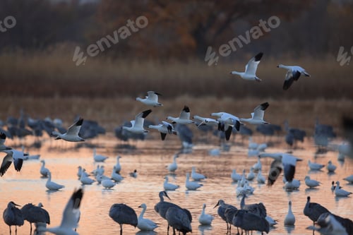 Preview: Snow Geese Bosque Del Apache, New Mexico Usa