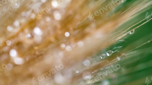 Preview: Dandelion Seeds With Water Drops On Colorful Background