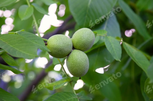 Preview: Fresh Walnuts Hanging On A Tree In The Blue Background. Green Walnut Brunch With Unripe Fruits In