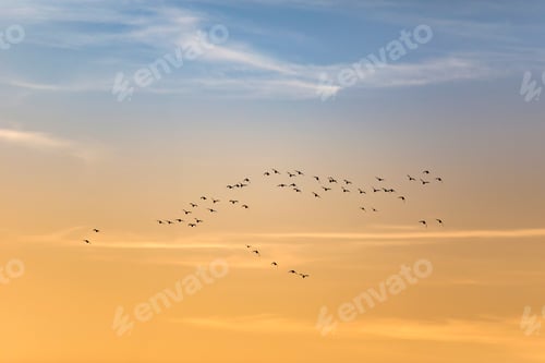 Preview: Flying Birds. Blue Sunset Sky Background. Birds: Red Crested Pochard.