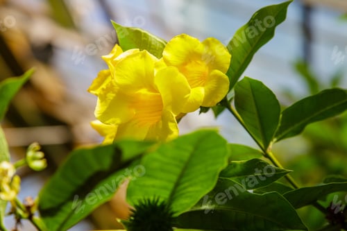 Preview: Allamanda Cathartica Yellow Flowers Are Blooming. Yellow Allamanda Flower In The Garden.