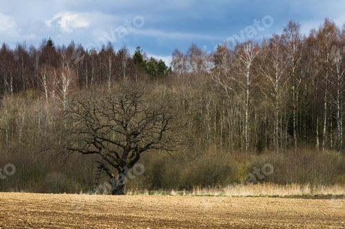 Preview: Processed Cereal Fields In Spring
