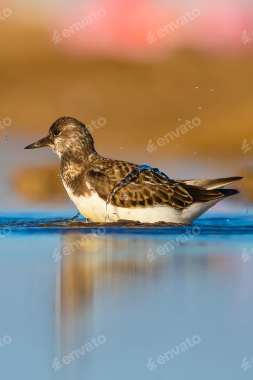Preview: Cute Water Bird. Common Bird Ruddy Turnstone. Colorful Nature Background. Bird: Ruddy Turnstone