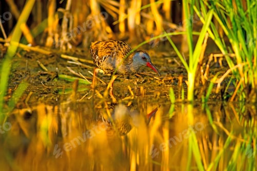 Preview: Water Rail. Natural Habitat. Natural Background.