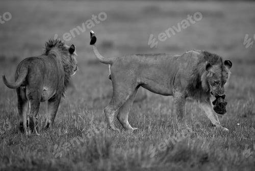 Preview: Lions Playing With Bean Bag,