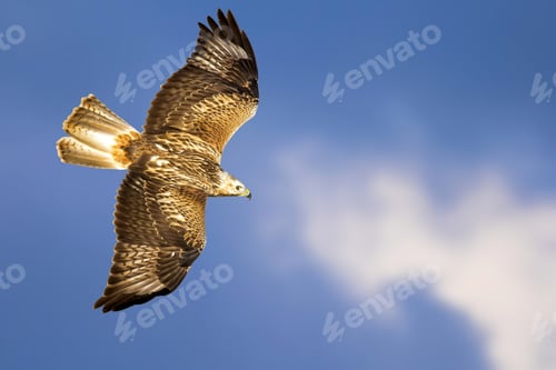 Preview: Bird Of Prey. Isolated Bird. Blue Sky Background. Long Legged Buzzard. Buteo Rufinus.