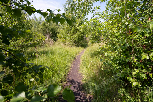 Preview: Narrow Nature Trail Background