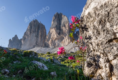 Preview: Flowers Under Tre Cime Di Lavaredo Mountains