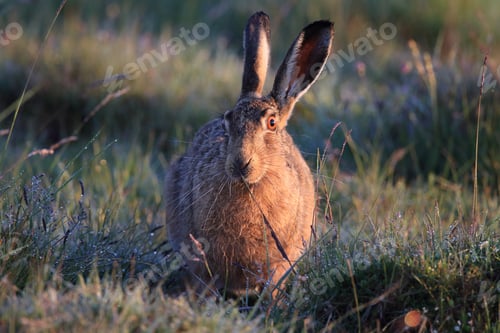 Preview: European Brown Hare (Lepus Europaeus)