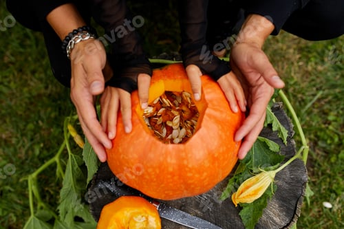 Preview: Daughter And Father Hands Open, Cut Pumpkin Before Carving For Halloween, Prepares Jack O'Lantern