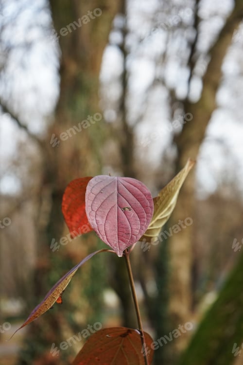 Preview: Late Autumn In The Park With Beautiful, Colorful Leaves
