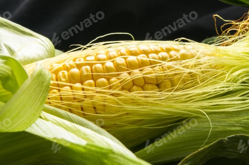 Preview: Fresh Corn On Cobs On Black Background, Closeup