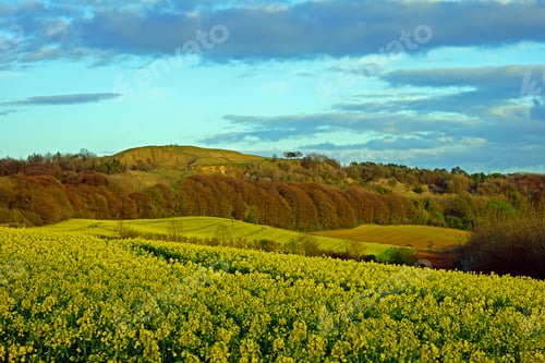 Preview: Oil Seed Rape Field At Twilight In Early Spring Looking Towards Painswick Beacon, The Cotswolds