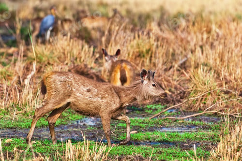 Preview: Female Sambar Deer (Rusa Unicolor, Also Called Philippine Or Rusa Deer), Bandhavgarh National Park