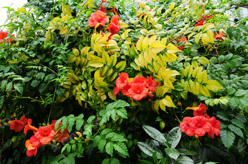 Preview: Campsis Grandiflora (Chinese Trumpet Creeper)