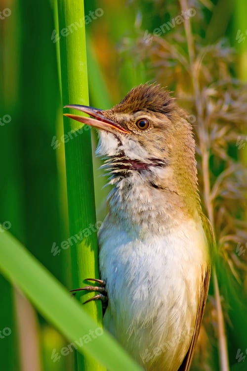 Preview: Singing Bird. Natural Background.