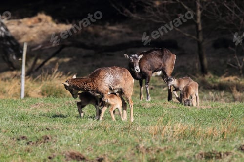 Preview: Big European Mouflon ( Ovis Orientalis ) On The Grassland Wild Animal In The Nature Habitat, Saxony