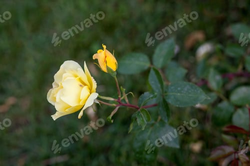 Preview: Colorful, Beautiful, Delicate Rose In The Garden